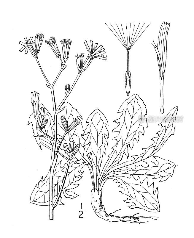 古植物学植物插图:Chondrilla Juncea, Gum Succory